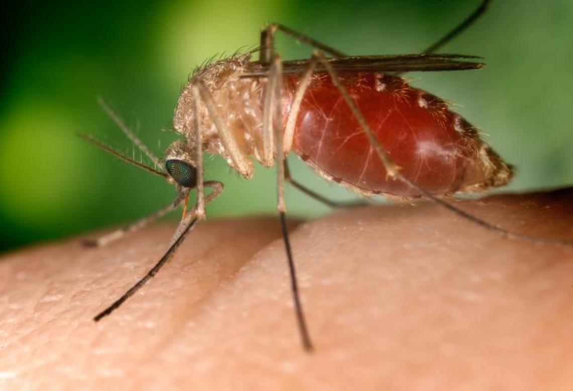 Known as a vector for the West Nile virus, this Culex quinquefasciatus mosquito has landed on a human finger. Eliminating puddles and small containers of water can greatly reduce this mosquito's population.